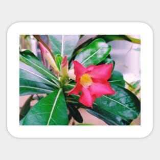 adenium obesum, desert rose, nature, flower, adenium, plant, rose, plants, succulent, desert, beautiful, pink, floral, obesum, flowers Sticker